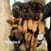 فروش سگ توله ژرمن اصیل در مهر در گروه سگ و گربه _ نگهبان هاسکی ژرمن دوبرمن سرابی در یکمیوه