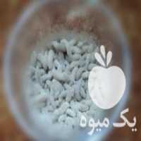 آگهی مشابه فروش لارو حشره در خرمشهر در گروه انواع پرنده - زینتی عروس هما مینا طوطی مرغ عشق در یکمیوه