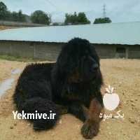 آگهی مشابه فروش سگ تبت ماستیف در البرز در گروه سگ و گربه _ نگهبان هاسکی ژرمن دوبرمن سرابی در یکمیوه