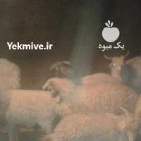 آگهی مشابه فروش گوسفند بره و کره در بوشهر در گروه گاو و گوسفند و میش و بز کهره گوساله سمینتال در یکمیوه