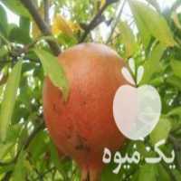 آگهی مشابه فروش انار در قائم شهر در گروه خرید فروش عمده انار - ساوه شیراز شیرین ترش در یکمیوه