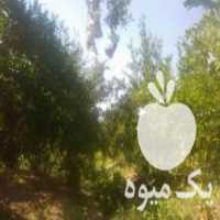 آگهی مشابه فروش انار پر اب در کاشمر در گروه خرید فروش عمده انار - ساوه شیراز شیرین ترش در یکمیوه