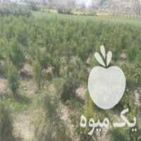 آگهی مشابه فروش میوه انار در تهران در گروه خرید فروش عمده انار - ساوه شیراز شیرین ترش در یکمیوه