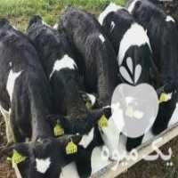 آگهی مشابه فروش انواع دام زنده عمده در زیدآباد در گروه گاو و گوسفند و میش و بز کهره گوساله سمینتال در یکمیوه