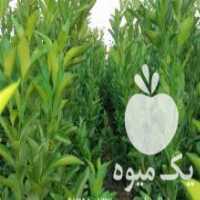 آگهی مشابه فروش نهالستان جنوب در دزفول در گروه خرید فروش نهال - انواع گردو پسته بادام سلطانی انگور در یکمیوه