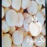 آگهی مشابه فروش قارچ خوراکی در میبد در گروه خرید فروش عمده قارچ - دکمه ای خوراکی دارویی پرورشی کوهی در یکمیوه
