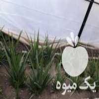 آگهی مشابه فروش نهال الوئورا و مریم‌گلی در بهشهر در گروه خرید فروش نشا - انواع گوجه برنج کاهو پیاز کاری فرنگی در یکمیوه
