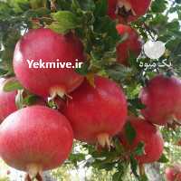 آگهی مشابه فروش انار مرغوب صادراتی در فارس در گروه خرید فروش عمده انار - ساوه شیراز شیرین ترش در یکمیوه