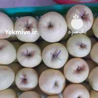 آگهی مشابه فروش سیب درختی درجه 1 در ارومیه در گروه خرید فروش عمده سیب - زرد و قرمز گلاب پاییزه در یکمیوه