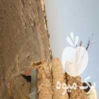 آگهی مشابه فروش چوب و تنه درخت نخل خرما در تهران در گروه خرید فروش عمده چوب- زغال چوب گردو تبریزی خام در یکمیوه