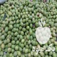 آگهی مشابه فروش زیتون سبز در کوهدشت در گروه خرید فروش عمده زیتون - سبز سیاه بندری پاکستانی طارم در یکمیوه
