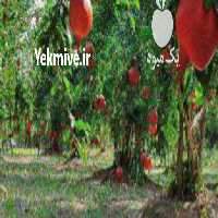 آگهی مشابه اجاره باغ انار بدون آفتاب سوختگی در شیراز در گروه خرید فروش عمده انار - ساوه شیراز شیرین ترش در یکمیوه