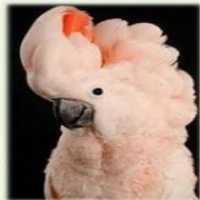 آگهی مشابه فروش تخم طوطی ملوکان در کرج در گروه انواع پرنده - زینتی عروس هما مینا طوطی مرغ عشق در یکمیوه