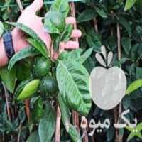 آگهی مشابه فروش انواع نهال میوه در رشت در گروه خرید فروش نهال - انواع گردو پسته بادام سلطانی انگور در یکمیوه