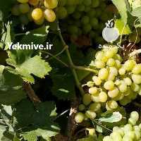 آگهی مشابه فروش انگورف خری یعقوشاه در همدان در گروه خرید فروش عمده انگور - یاقوتی شانی عسگری بی دانه قرمز در یکمیوه