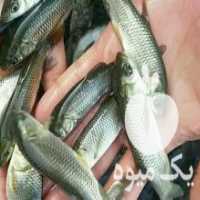 آگهی مشابه فروش عمده بچه ماهی گرمابی بهترین نژاد در سنگر در گروه انواع ماهی - سالمون شیر کپور قرمز شوریده سفید گوپی مرکب در یکمیوه