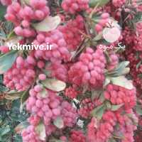 آگهی مشابه فروش زرشک تازه در بیرجند در گروه خرید فروش عمده ازگیل و تمشک و زرشک - ژاپنی فروش مستقیم در یکمیوه