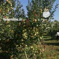 آگهی مشابه فروش اجاره باغ سیب در ارومیه در گروه خرید فروش عمده سیب - زرد و قرمز گلاب پاییزه در یکمیوه