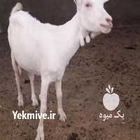 آگهی مشابه فروش بز سانن در تهران در گروه گاو و گوسفند و میش و بز کهره گوساله سمینتال در یکمیوه