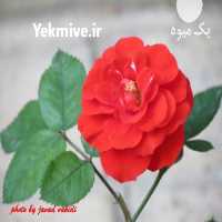 آگهی مشابه فروش تولید و پرورش گل و گیاه یاس کبود در تهران در گروه خرید فروش عمده گیاهان زینتی - گرمسیری آپارتمانی باغچه آب در یکمیوه