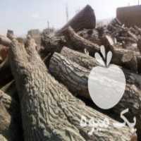 آگهی مشابه فروش چوب گردو و صنوبر در جعفریه در گروه خرید فروش عمده چوب- زغال چوب گردو تبریزی خام در یکمیوه