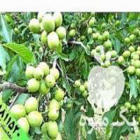 آگهی مشابه فروش اجاره گردو نقدی در باغ در خرمدره در گروه گردو - کاغذی سنگی سوزنی خوشه ای توسرکان در یکمیوه