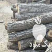 آگهی مشابه خریدار انواع چوب چنار گردو کاج در تهران در گروه خرید فروش عمده چوب- زغال چوب گردو تبریزی خام در یکمیوه