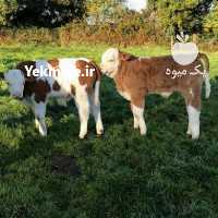 آگهی مشابه فروش گاو و گوساله گوشتی در تهران در گروه گاو و گوسفند و میش و بز کهره گوساله سمینتال در یکمیوه