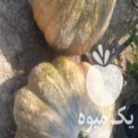آگهی مشابه فروش کدو تازه در تکاب در گروه خرید فروش عمده کدو - سبز خورشتی بندر ورامین کرج سفید در یکمیوه