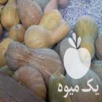 آگهی مشابه فروش کدو تنبل تازه در چالوس در گروه خرید فروش عمده کدو تنبل - حلوایی سبز سفید نارنجی در یکمیوه