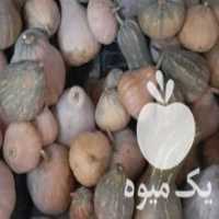 آگهی مشابه فروش کدو بابل در کامیاران در گروه خرید فروش عمده کدو - سبز خورشتی بندر ورامین کرج سفید در یکمیوه