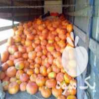 آگهی مشابه فروش کدو تنبل در دمق در گروه خرید فروش عمده کدو تنبل - حلوایی سبز سفید نارنجی در یکمیوه