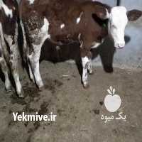 آگهی مشابه فروش گاو سمینتال و هلشتاین در اصفهان در گروه گاو و گوسفند و میش و بز کهره گوساله سمینتال در یکمیوه