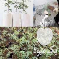 آگهی مشابه فروش نهال پسته هیبریدی امریکایی در اصفهان در گروه خرید فروش نهال - انواع گردو پسته بادام سلطانی انگور در یکمیوه