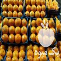 آگهی مشابه فروش عمده پرتقال نارنگی و مرکبات در تهران در گروه خرید فروش عمده پرتقال - پرتقال رسمی تامسون خونی جنوب در یکمیوه