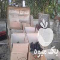 آگهی مشابه فروش زغال لیمو درجه یک در بندرگز در گروه خرید فروش عمده چوب- زغال چوب گردو تبریزی خام در یکمیوه