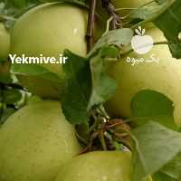 آگهی مشابه فروش سیب قرمز و زرد پاییزی آذربایجان حومه مراغه در آذربایجان شرقی در گروه خرید فروش عمده سیب - زرد و قرمز گلاب پاییزه در یکمیوه