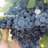آگهی مشابه فروش عرضه باکیفیت انگور شانی دیمی سردشت سنندج در تهران در گروه خرید فروش عمده انگور - یاقوتی شانی عسگری بی دانه قرمز در یکمیوه