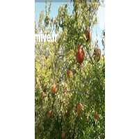 آگهی مشابه فروش انار ملس ساوه در گرگان در گروه خرید فروش عمده انار - ساوه شیراز شیرین ترش در یکمیوه