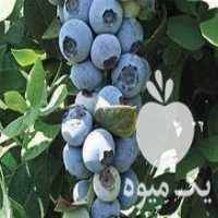 آگهی مشابه فروش نهال موز پاکوتاه و بلوبری در نهاوند در گروه خرید فروش نهال - انواع گردو پسته بادام سلطانی انگور در یکمیوه