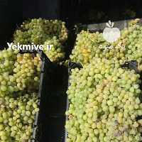 آگهی مشابه فروش انگوربرای شیره در همدان در گروه خرید فروش عمده انگور - یاقوتی شانی عسگری بی دانه قرمز در یکمیوه