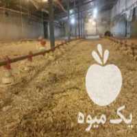 آگهی مشابه فروش پوشال و خاک اره نجاری در همدان در گروه خرید فروش عمده چوب- زغال چوب گردو تبریزی خام در یکمیوه