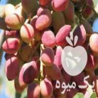 آگهی مشابه فروش نهال های ایرانی و خارجی باکیفیت و تضمینی در تهران در گروه خرید فروش نهال - انواع گردو پسته بادام سلطانی انگور در یکمیوه