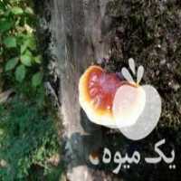 آگهی مشابه فروش قارچ گانودرما در ساری در گروه خرید فروش عمده قارچ - دکمه ای خوراکی دارویی پرورشی کوهی در یکمیوه