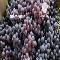 آگهی مشابه فروش انگور یاقوتی در زاهدان در گروه خرید فروش عمده انگور - یاقوتی شانی عسگری بی دانه قرمز در یکمیوه