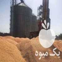 آگهی مشابه فروش ذرت دامی برزیلی در تهران در گروه خرید فروش عمده ذرت - بلال مکزیکی علوفه دانه کشاورز در یکمیوه