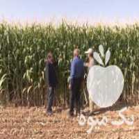آگهی مشابه فروش ذرت دام یاعلوفه ای در شیرین سو در گروه خوراک دام و طیور - پرواری شیری علوفه یونجه در یکمیوه