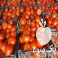 آگهی مشابه فروش گوجه قزوین مخصوص رب در قدس در گروه خرید فروش عمده گوجه فرنگی - فرنگی سبز قرمز سیاه کبابی ربی در یکمیوه