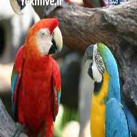 آگهی مشابه فروش تخم طوطی ماکائو در تهران در گروه انواع پرنده - زینتی عروس هما مینا طوطی مرغ عشق در یکمیوه