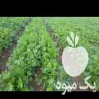 آگهی مشابه فروش سبزی تازه خورشتی در دورود در گروه خرید فروش عمده سبزی های برگی - خوردن آش کوکو دلمه قورمه در یکمیوه